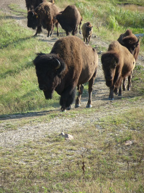 Lazy Heart D Bison/Beefmasters