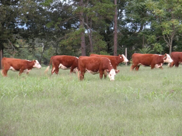Carolina Grassfed Beef