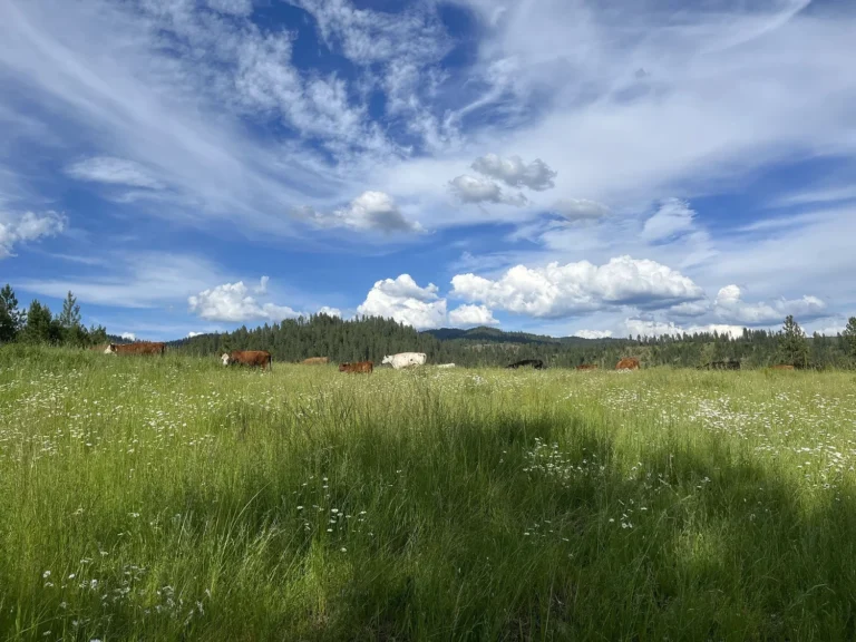 Castle Rock Ranch