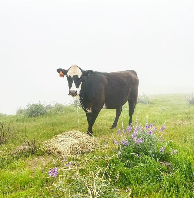 Big Sur Bovine