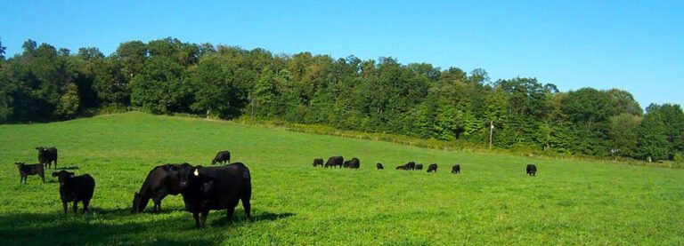 Burns Angus Farm