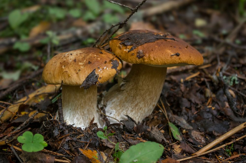 Whole porcini mushrooms used to flavor the compound butter
