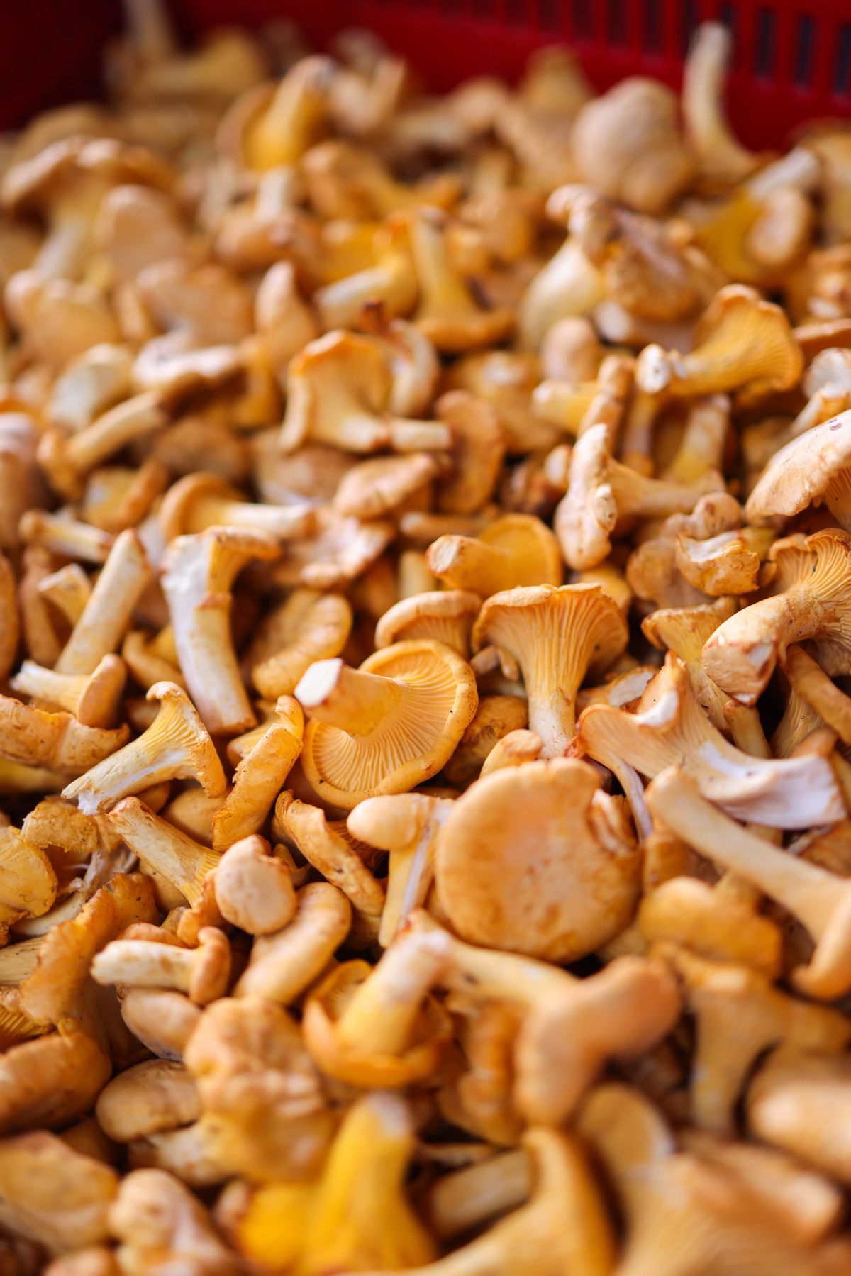 Fresh golden chanterelle mushrooms cleaned and ready to cook