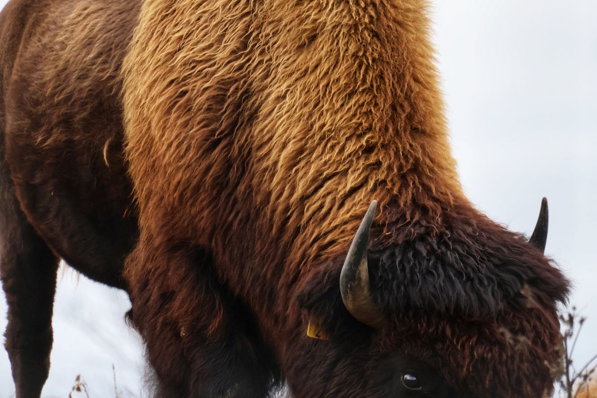 Grass-fed American bison grazing in an open pasture