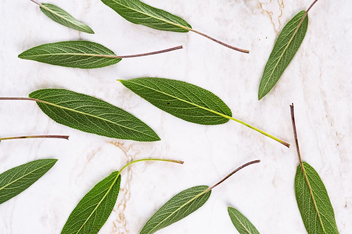 Fresh sage leaves ready to be fried crisp in butter for pork chops