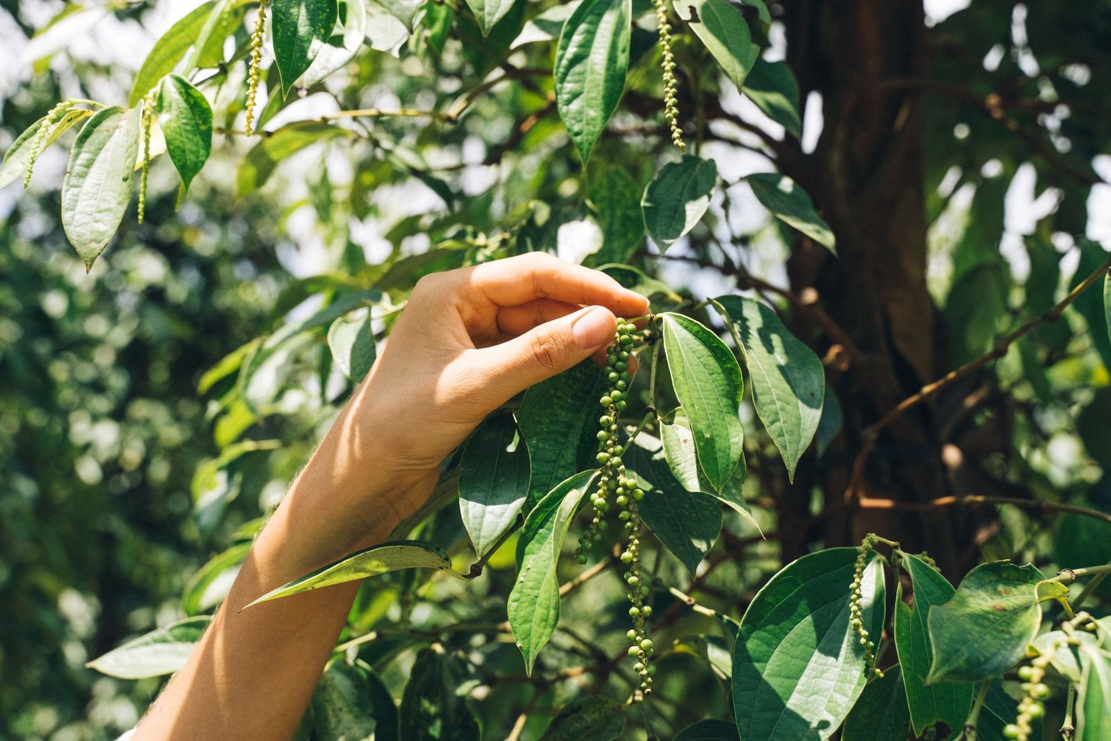 Hand picking clusters of unripe green peppercorns from a pepper vine